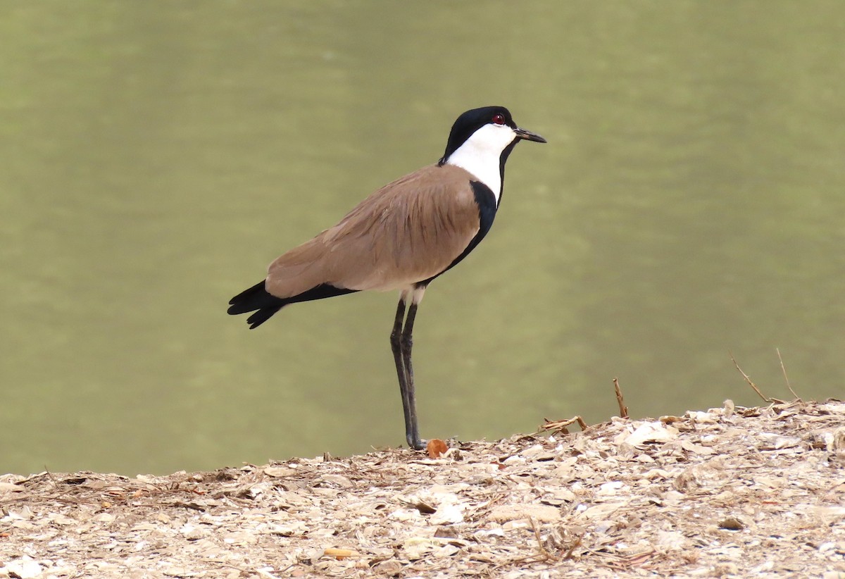 Spur-winged Lapwing - ML619111955