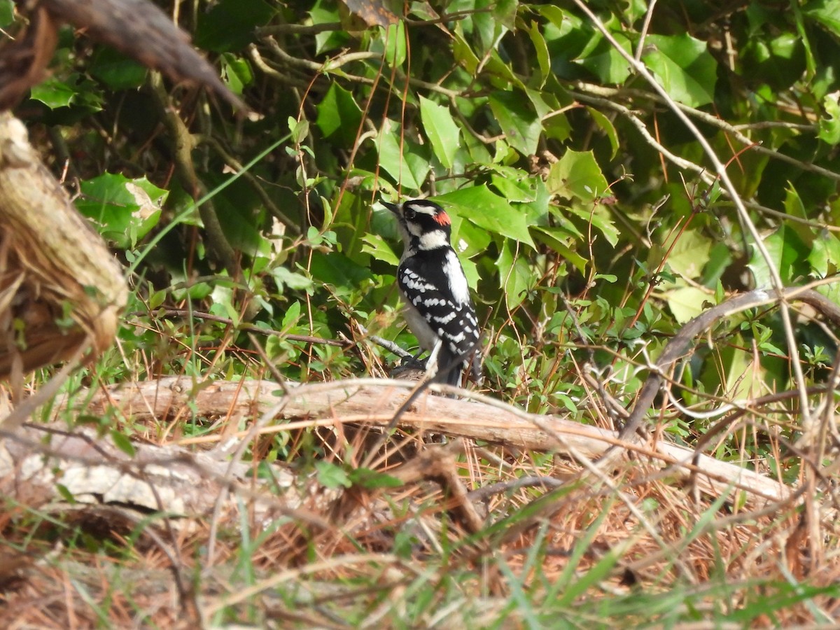 Downy Woodpecker - Tracee Fugate