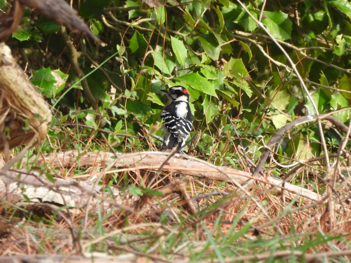 Downy Woodpecker - Tracee Fugate