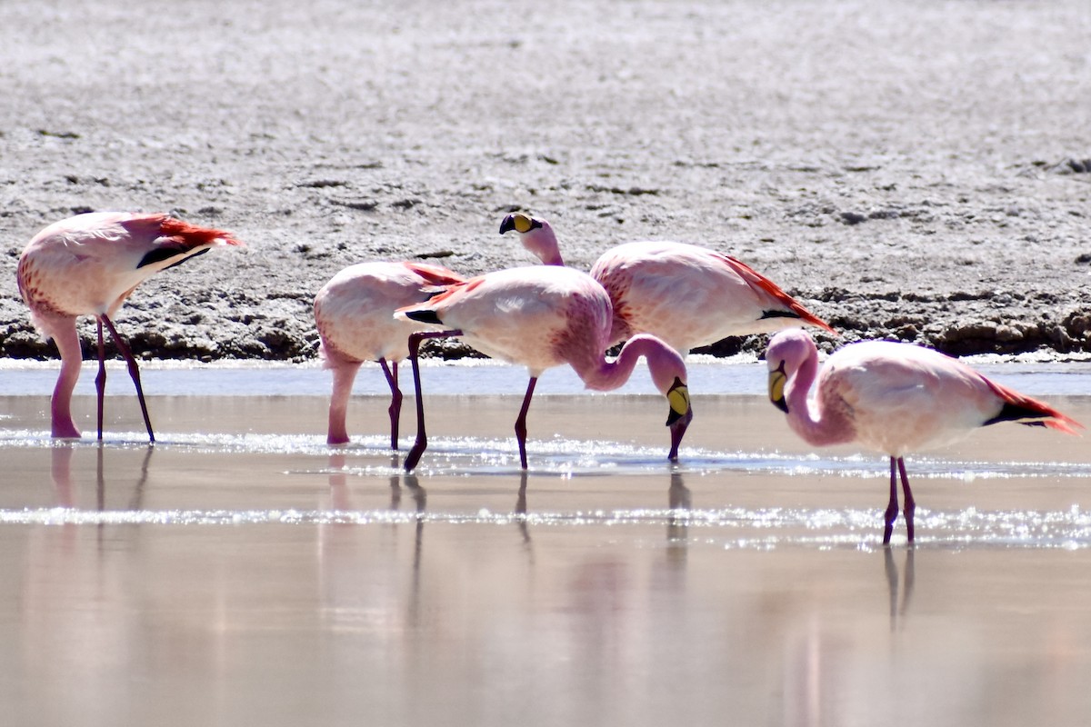 Andean Flamingo - ML619111991