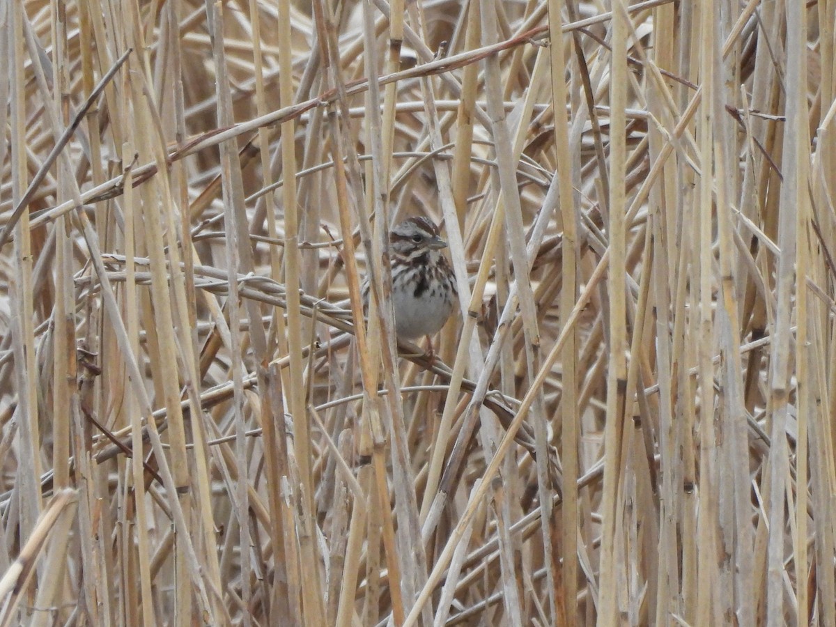 Song Sparrow - Tracee Fugate