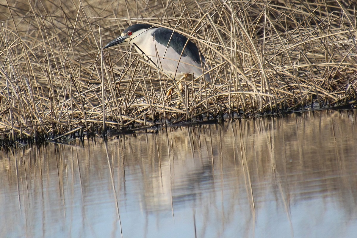 Black-crowned Night Heron - Elaine Cassidy