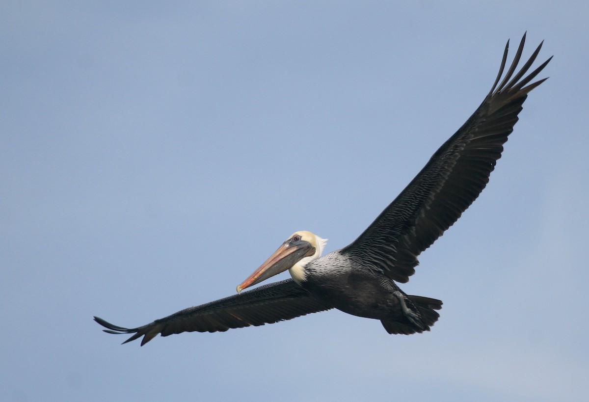 Brown Pelican - Rachel Holzman