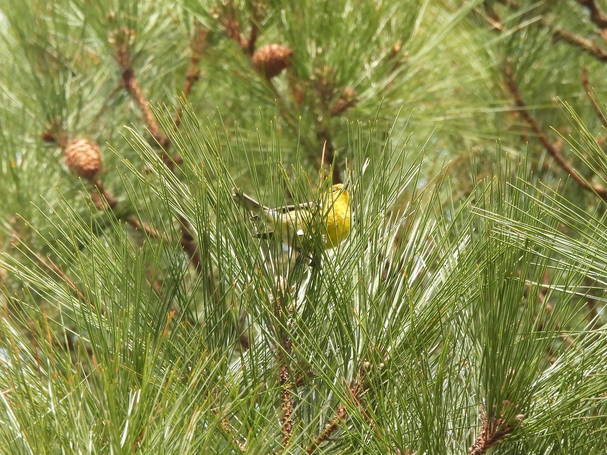 Pine Warbler - Tracee Fugate