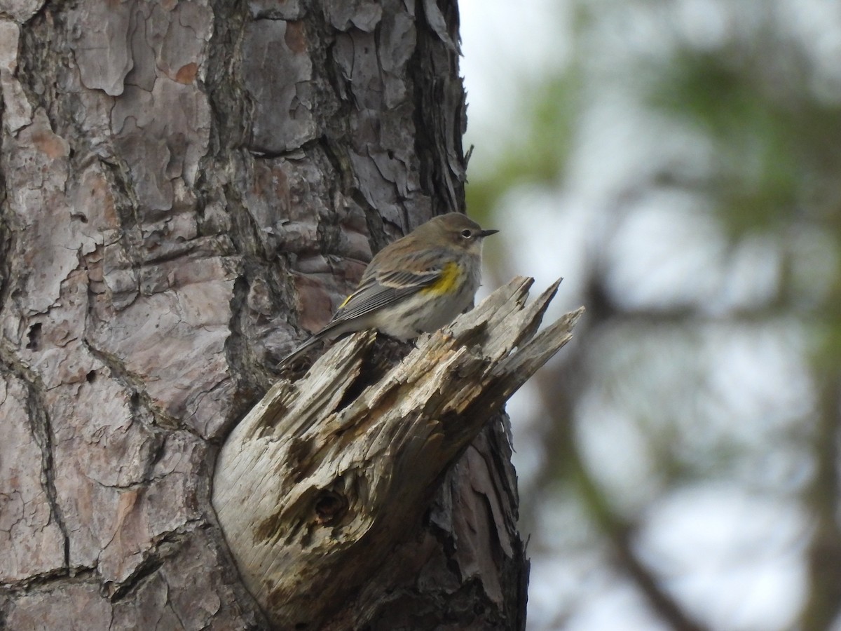 Yellow-rumped Warbler - Tracee Fugate