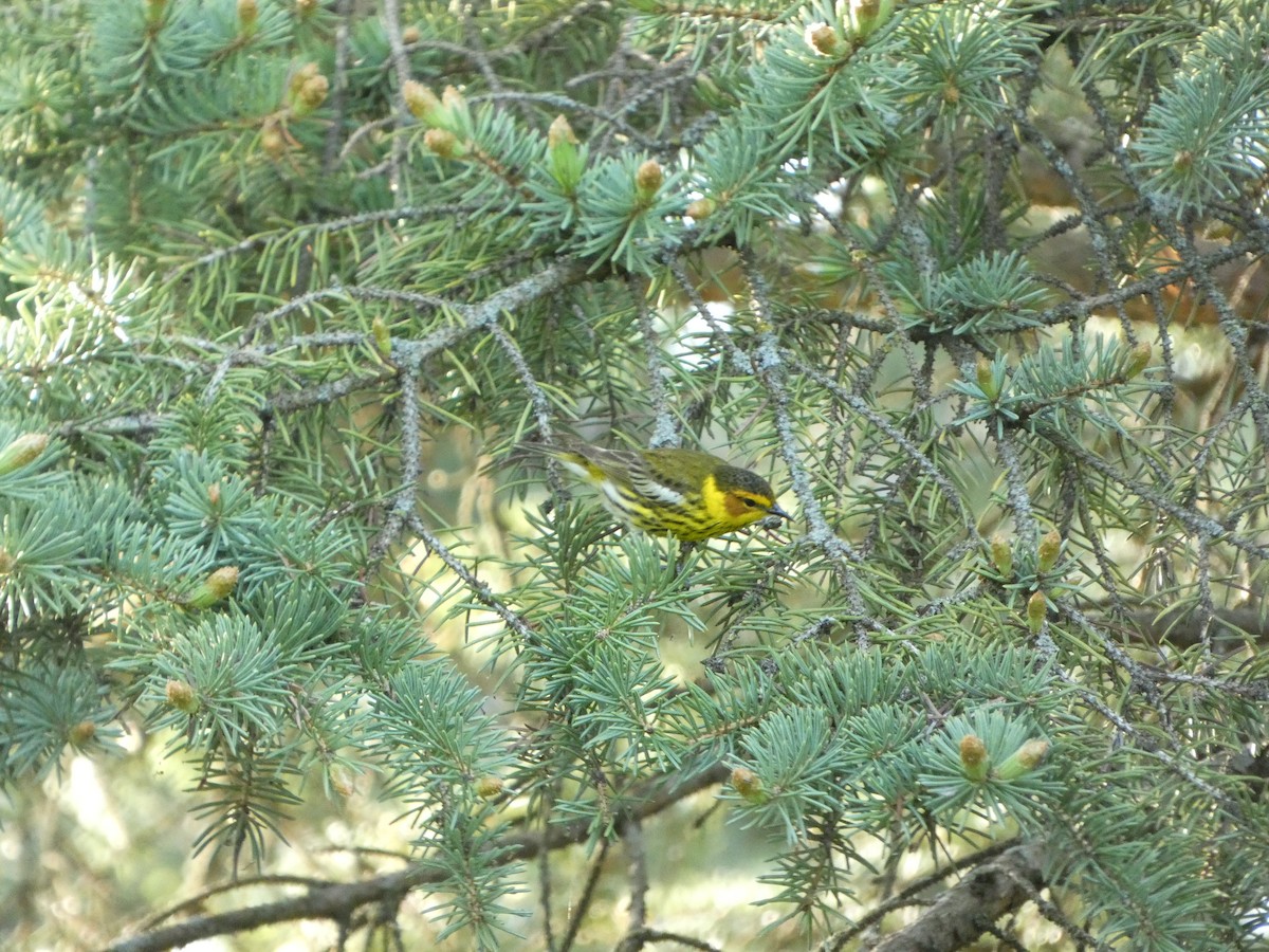 Cape May Warbler - Joey Hutton