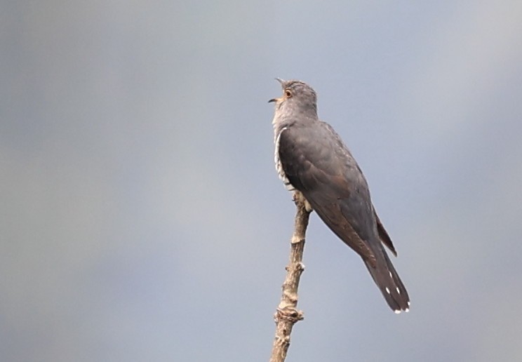 Lesser Cuckoo - Vijaya Lakshmi