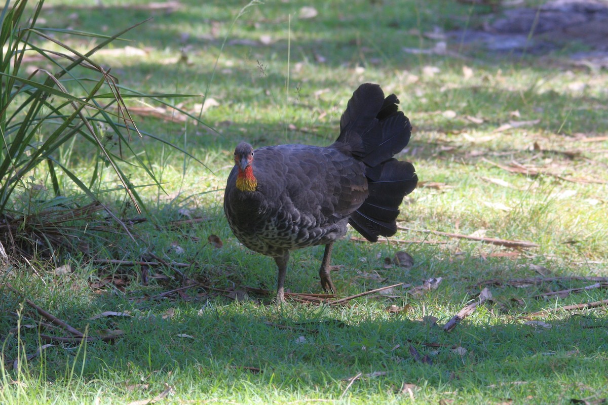 Australian Brushturkey - Michael  Willis