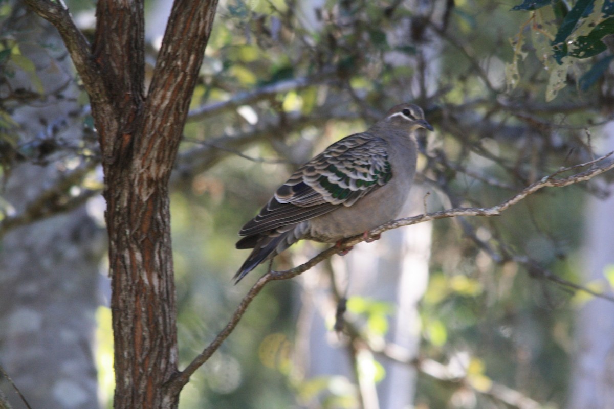 Common Bronzewing - Michael  Willis