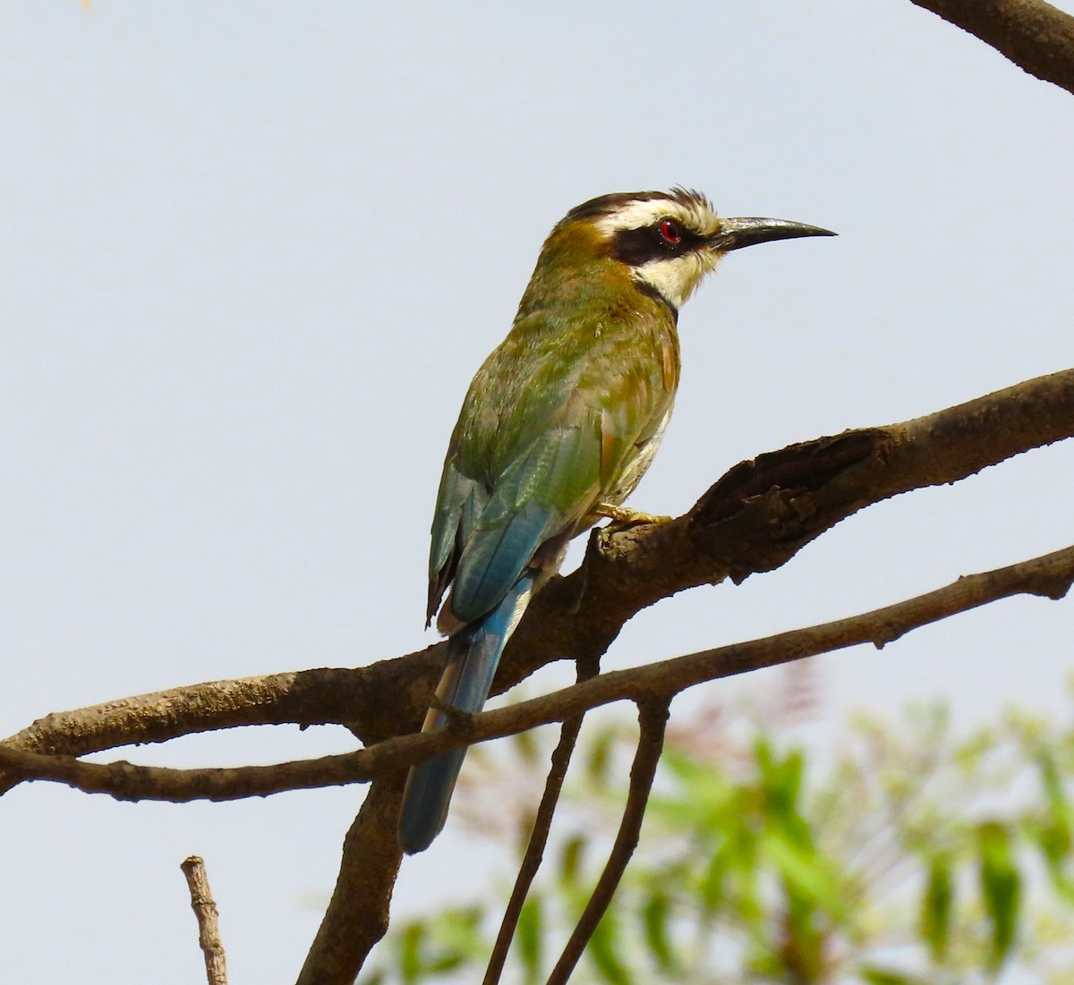 White-throated Bee-eater - ML619112082