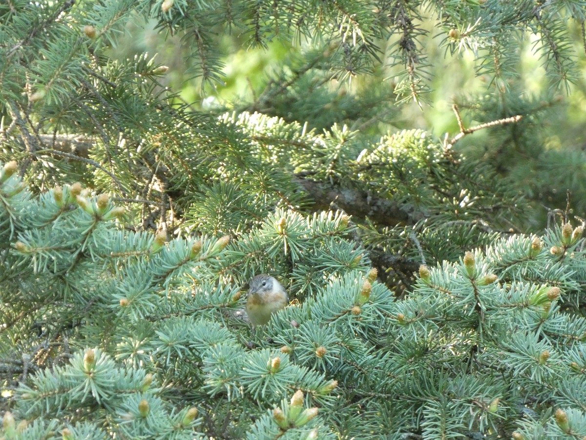 Bay-breasted Warbler - ML619112091