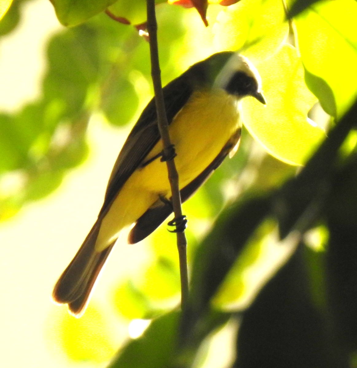 Common Yellowthroat - Jeffrey C and Teresa B Freedman