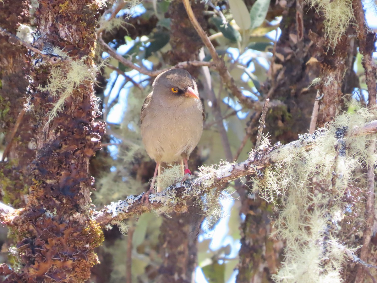 Volcano Junco - Michelle Browning