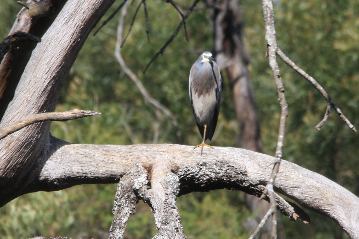 White-faced Heron - Michael  Willis