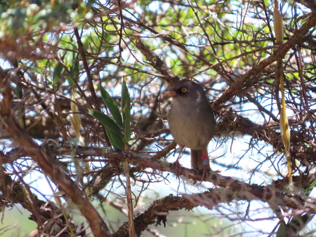 Junco de Los Volcanes - ML619112096