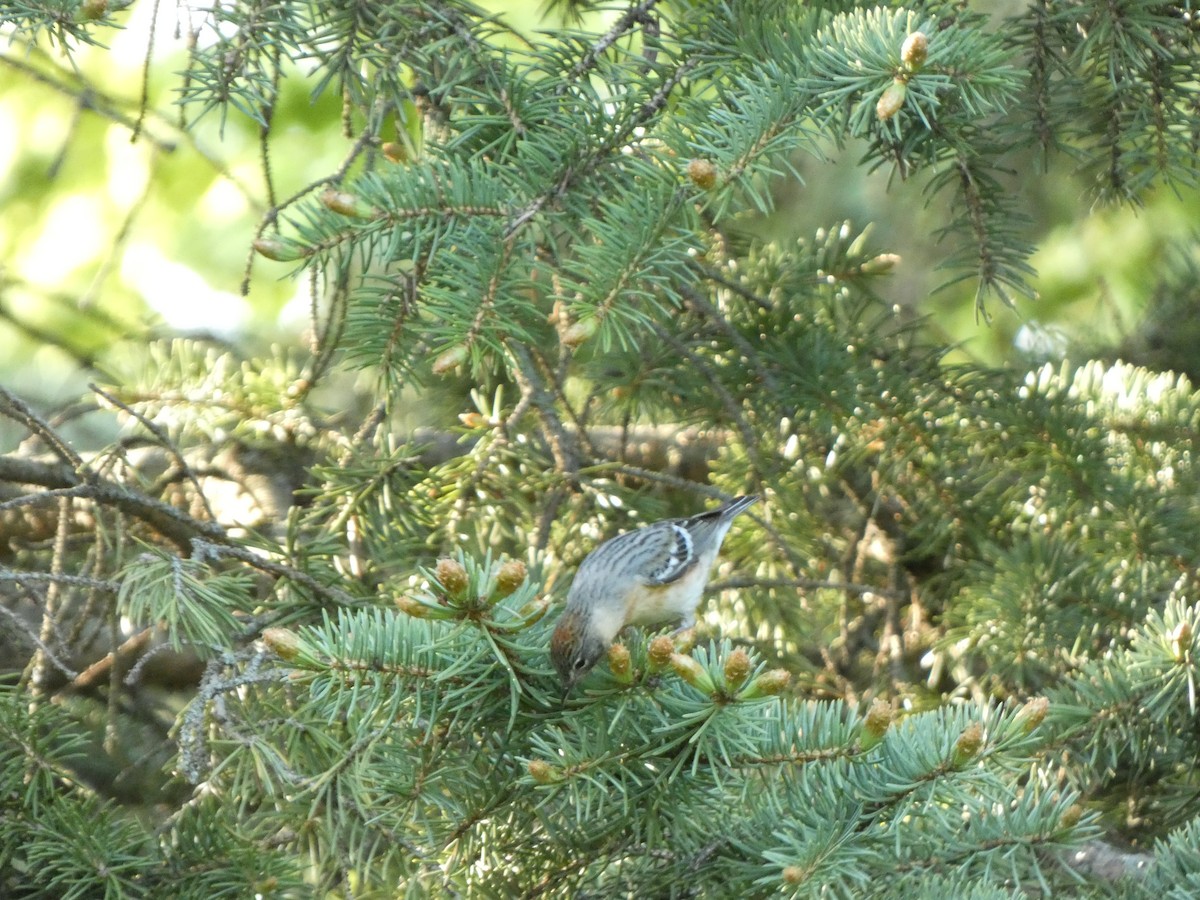 Bay-breasted Warbler - ML619112105