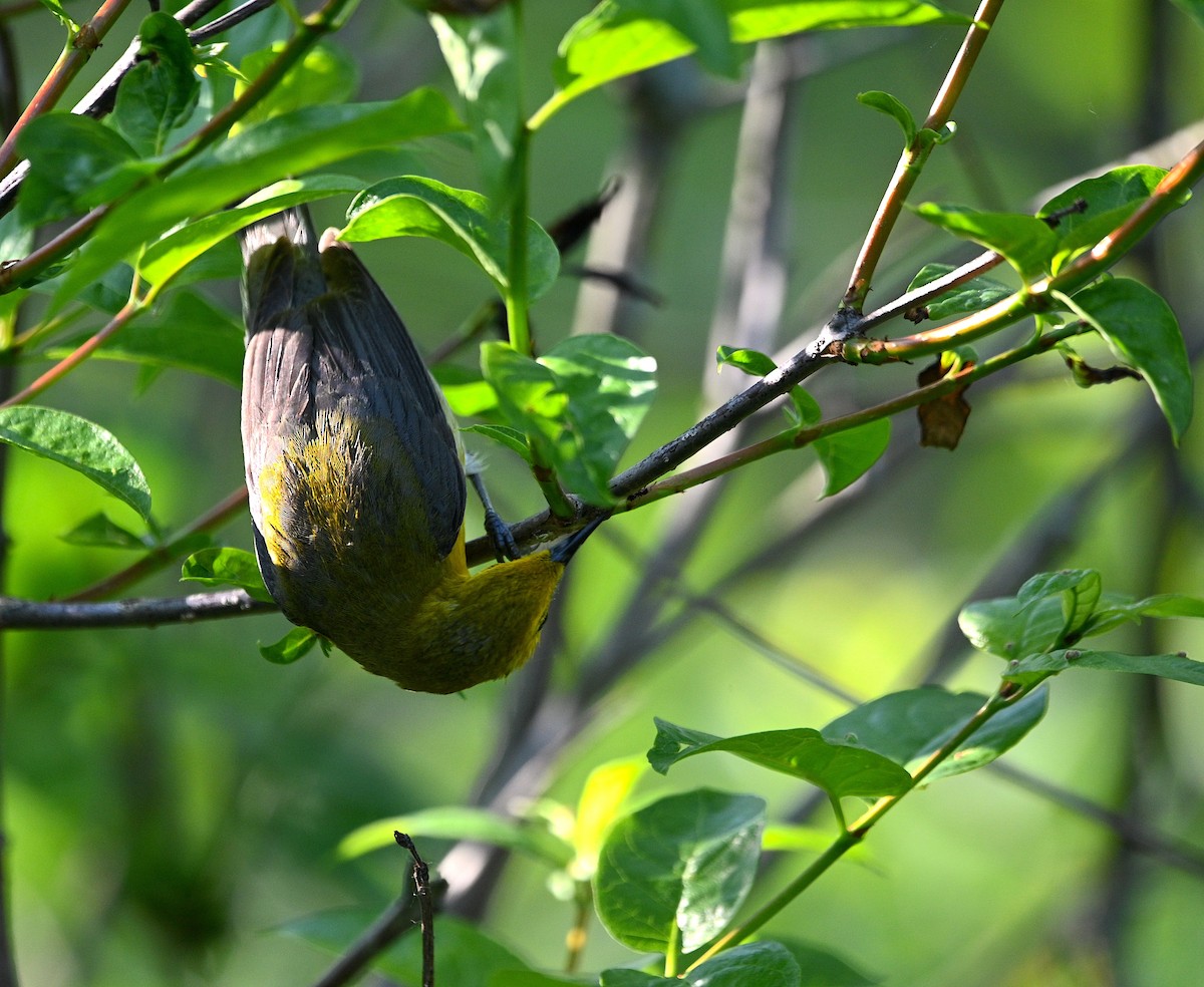 Prothonotary Warbler - Alecia Gorski