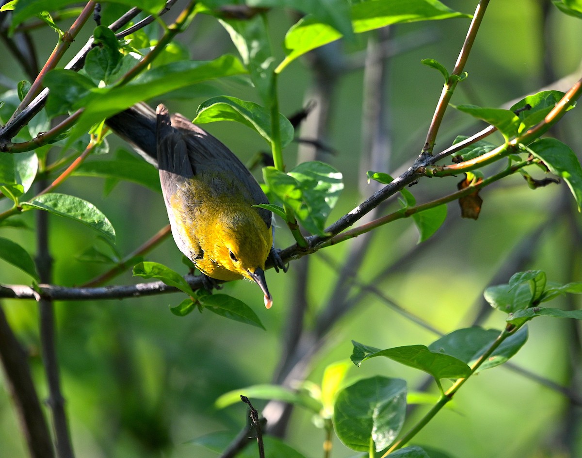 Prothonotary Warbler - Alecia Gorski