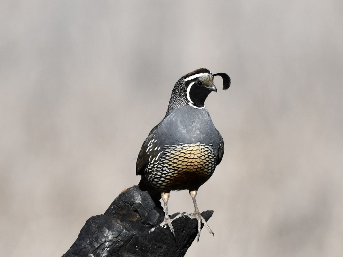 California Quail - Shiraz Vira