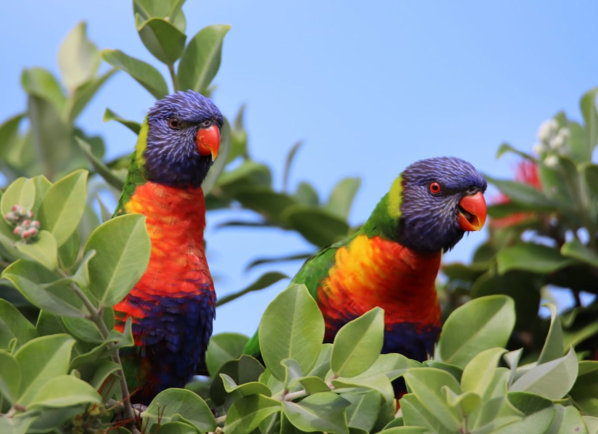 Rainbow Lorikeet - bee oh