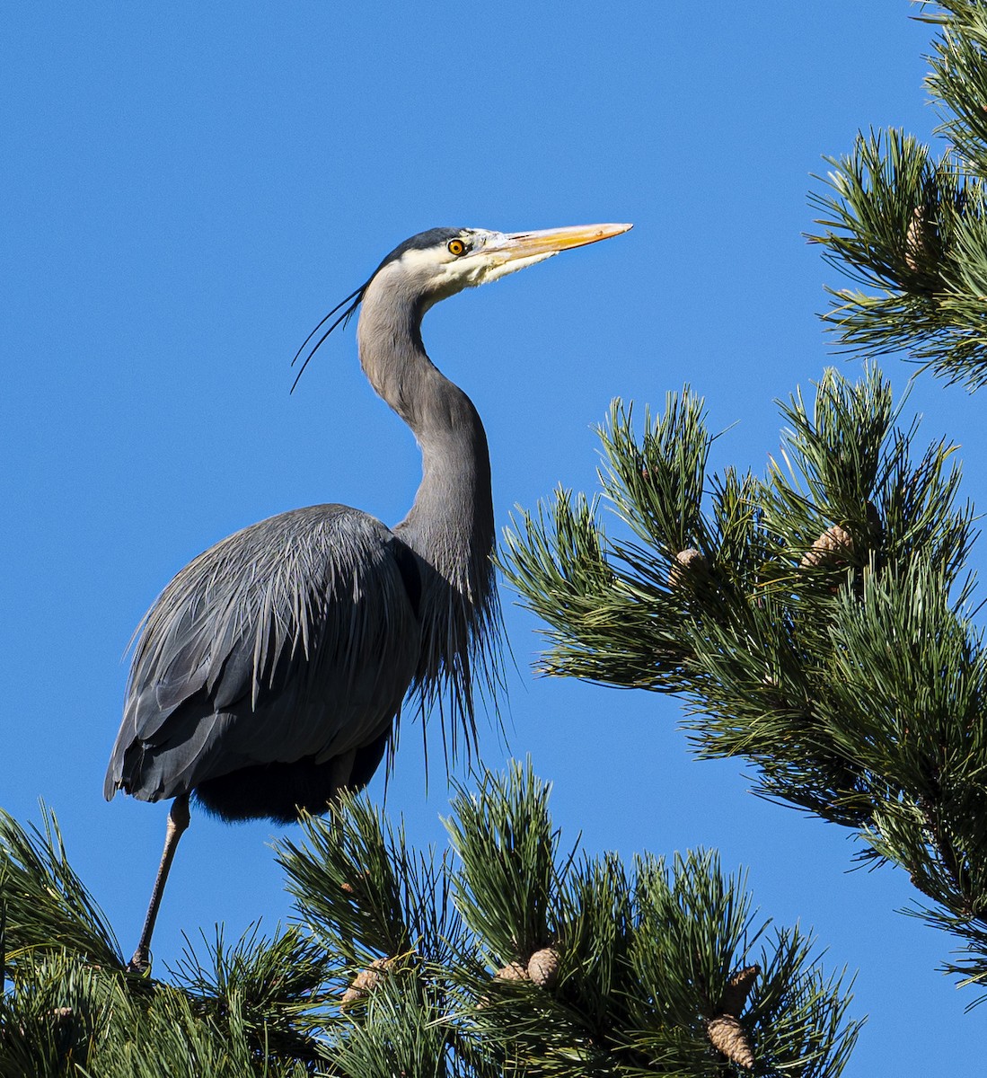 Great Blue Heron - Peter McNamee