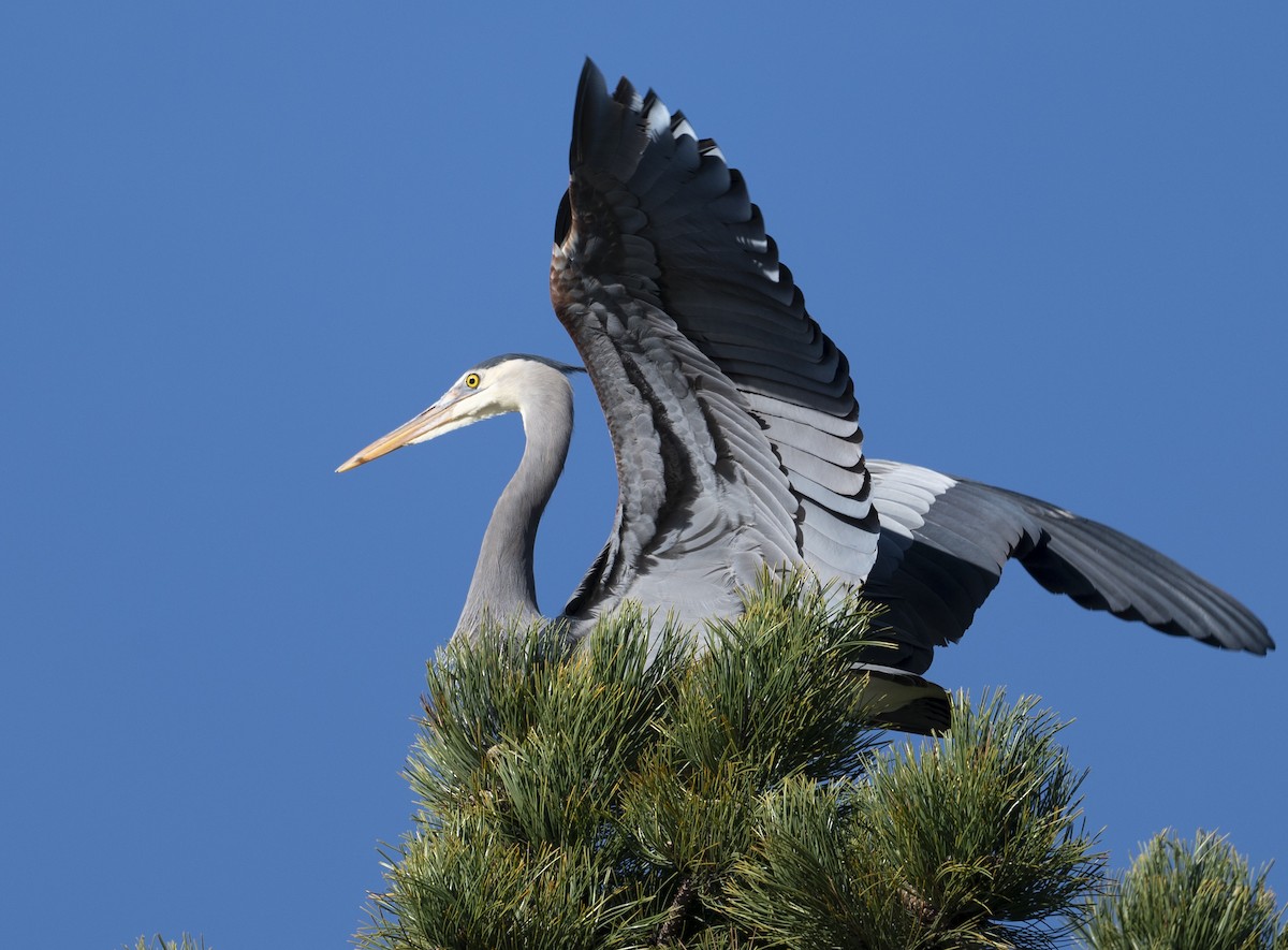 Great Blue Heron - Peter McNamee