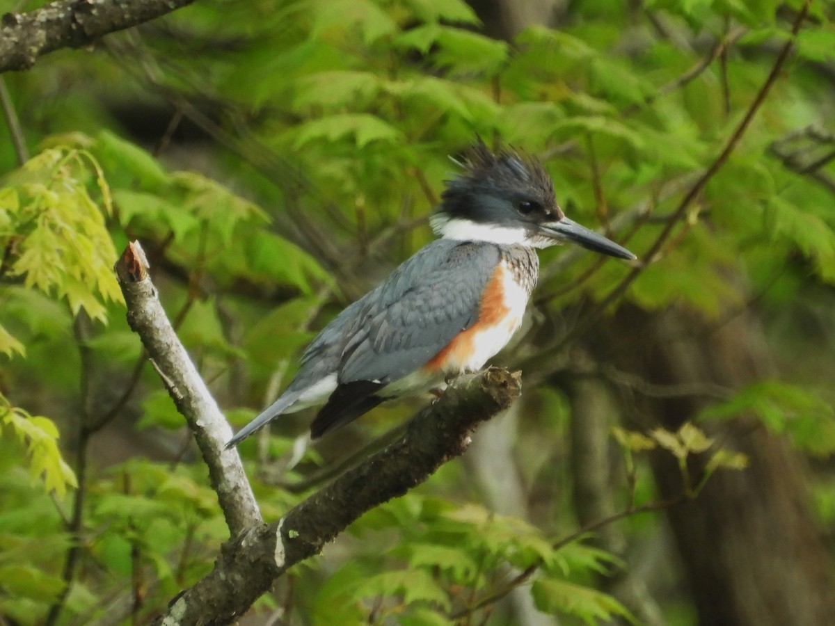 Belted Kingfisher - Bill Blauvelt