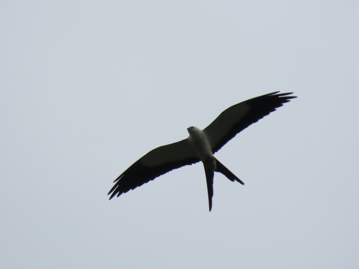 Swallow-tailed Kite - Cristian Cufiño