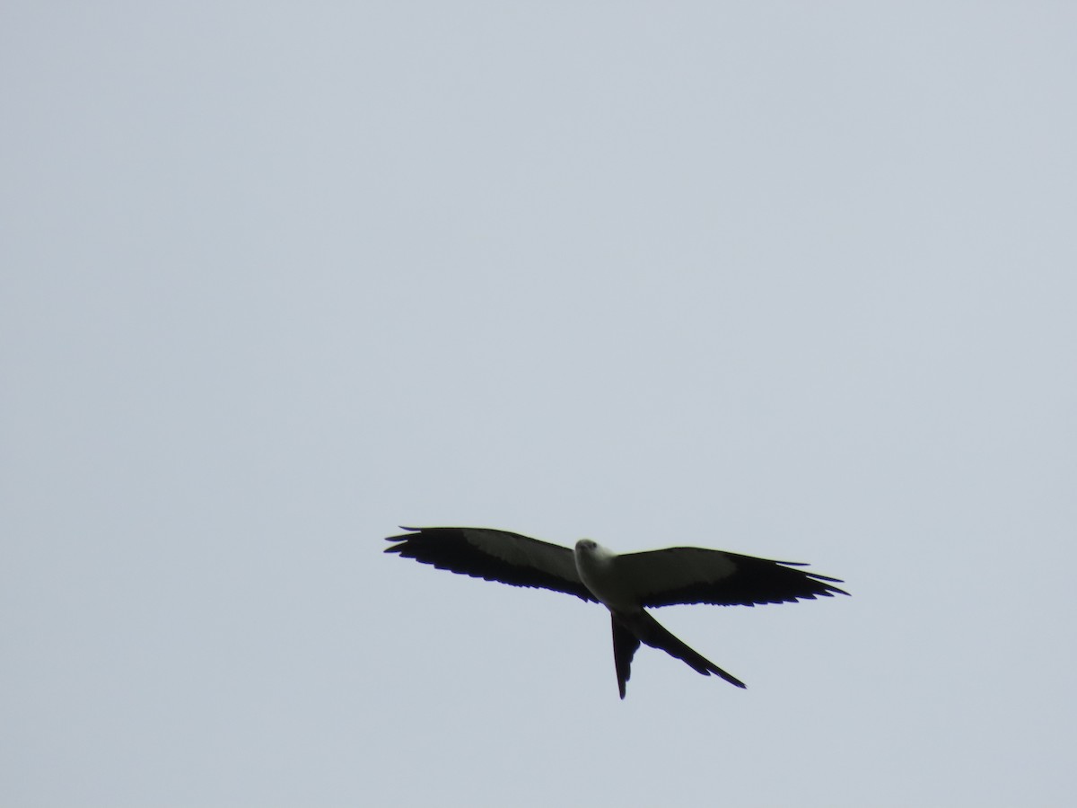 Swallow-tailed Kite - Cristian Cufiño