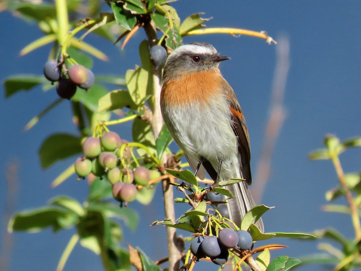 Rufous-breasted Chat-Tyrant - Greg Vassilopoulos