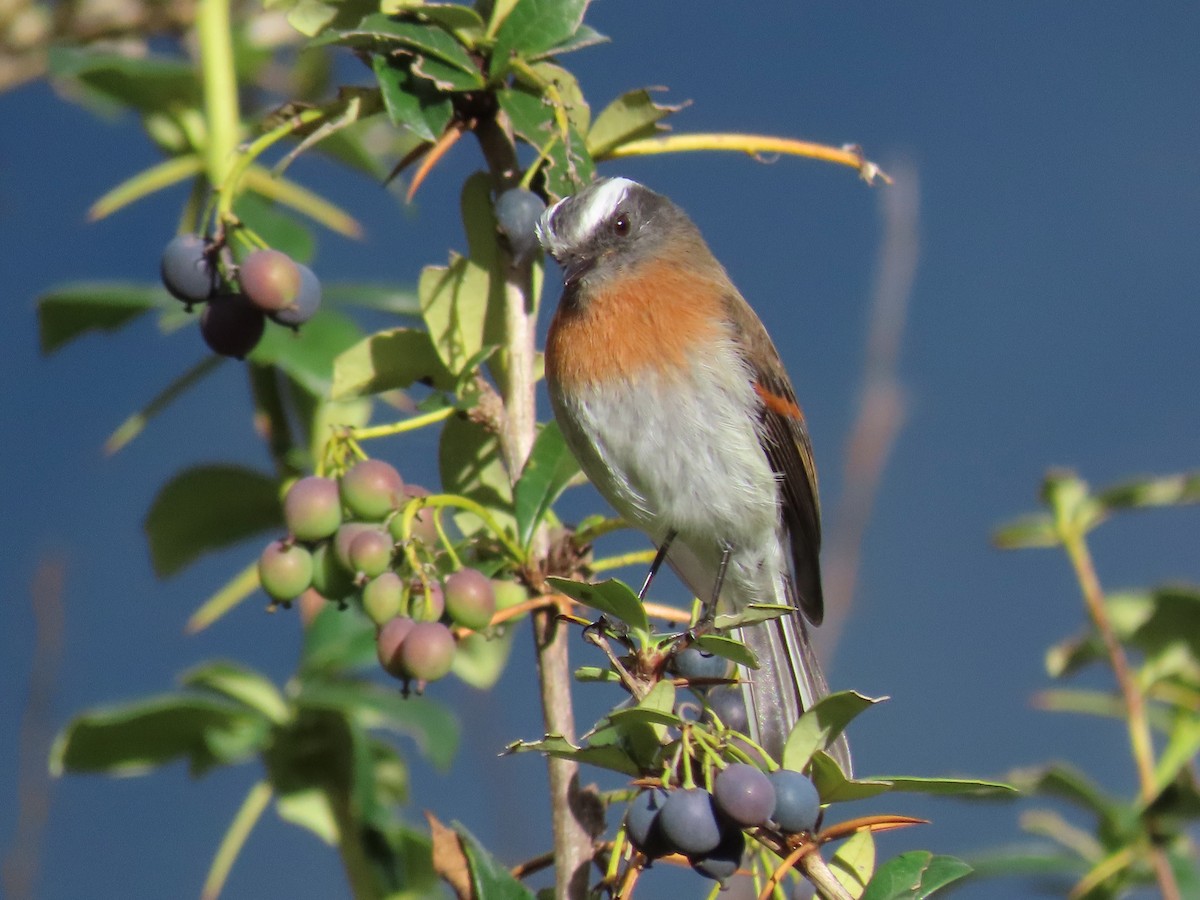 Rufous-breasted Chat-Tyrant - Greg Vassilopoulos