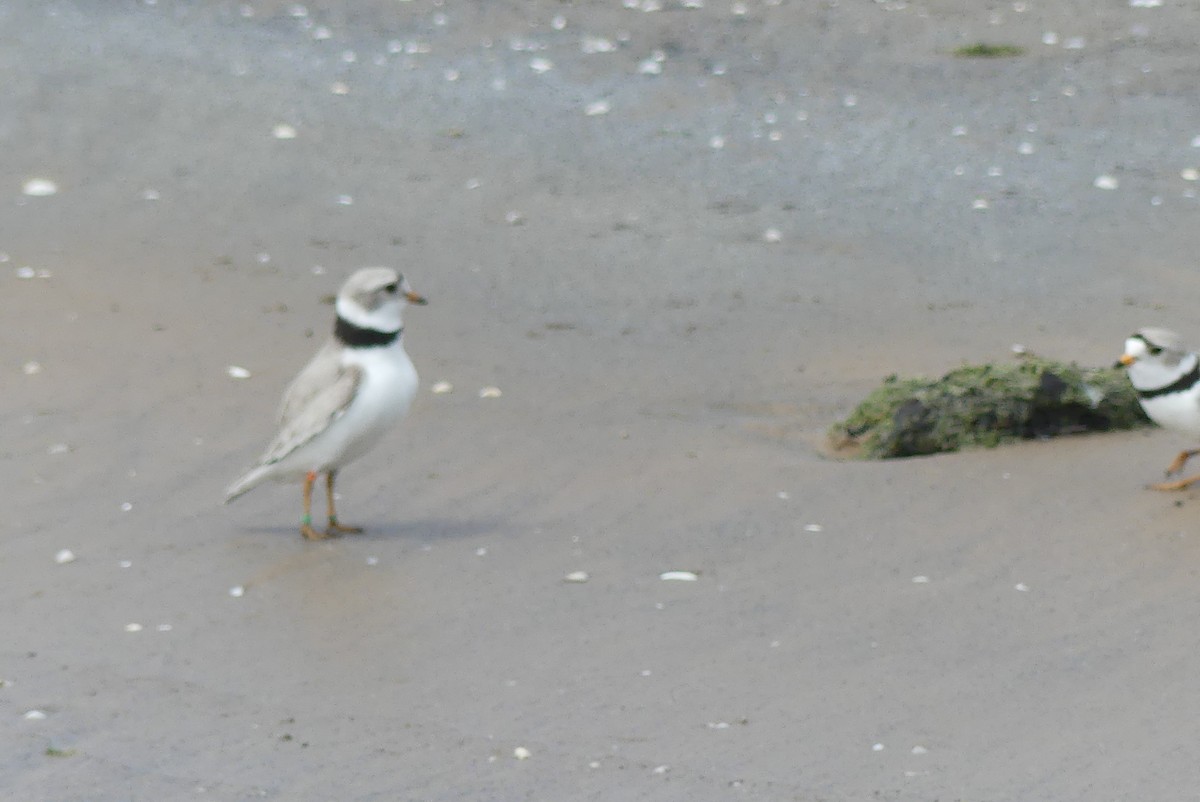 Piping Plover - ML619112198