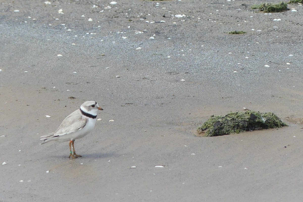 Piping Plover - ML619112199