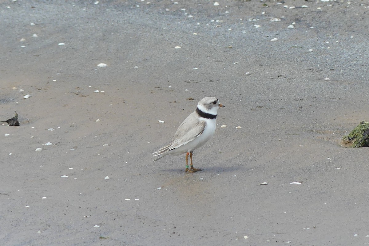 Piping Plover - ML619112201