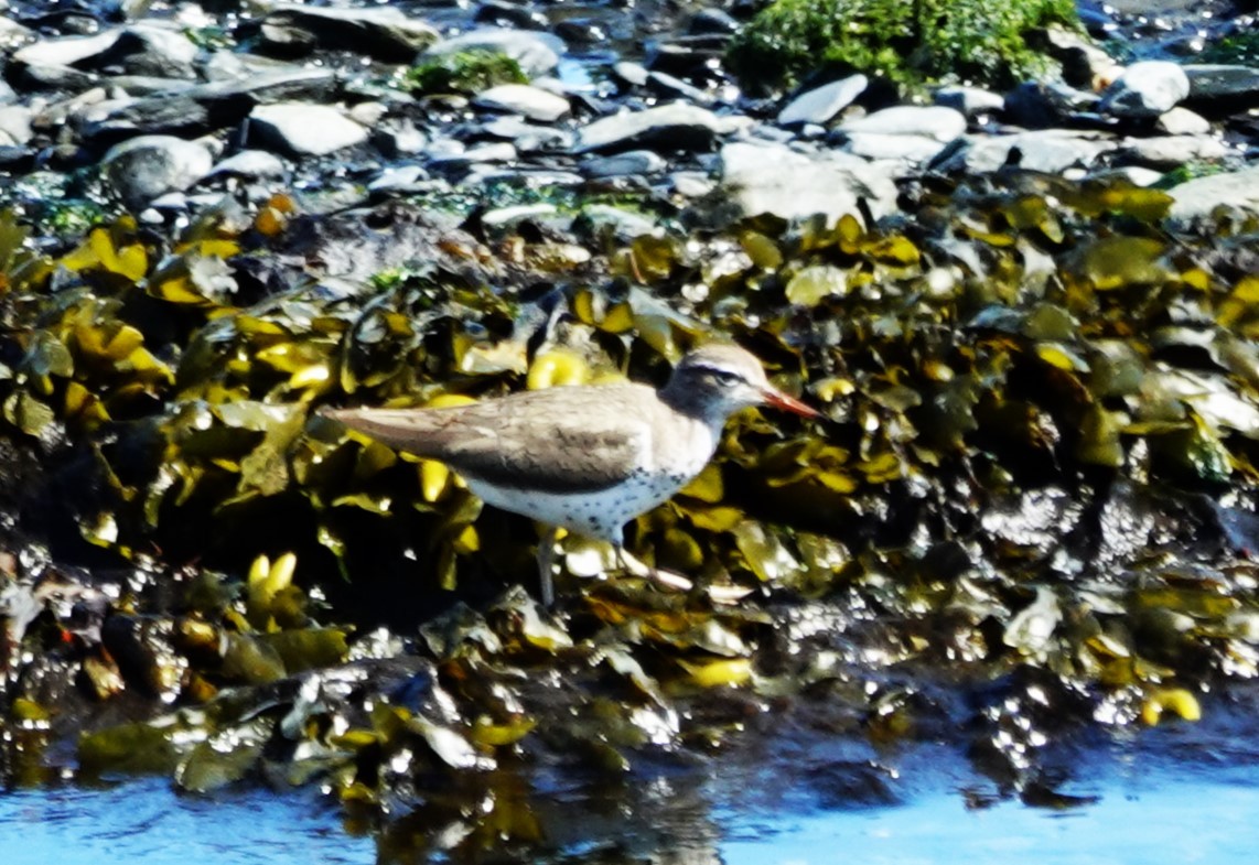 Spotted Sandpiper - Robin Collman