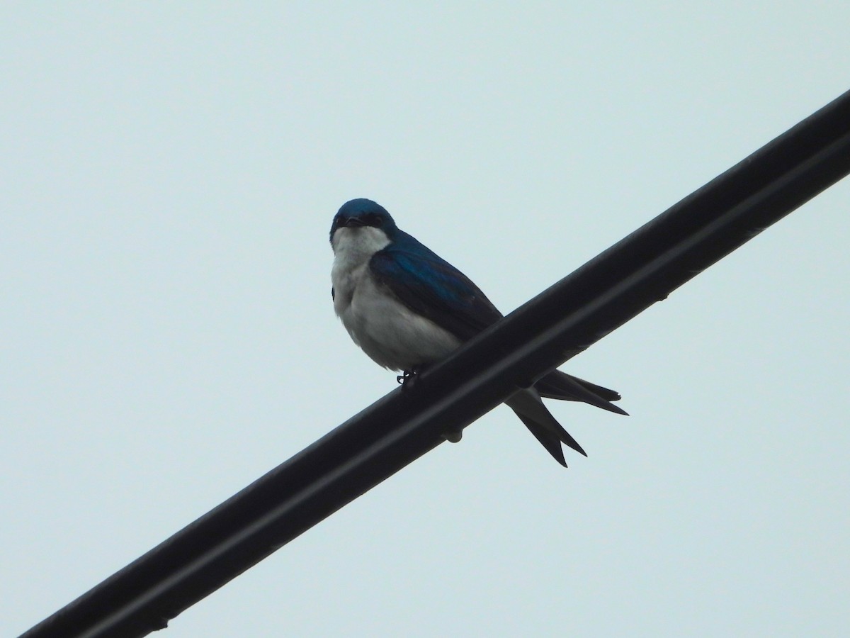 Tree Swallow - Bill Blauvelt