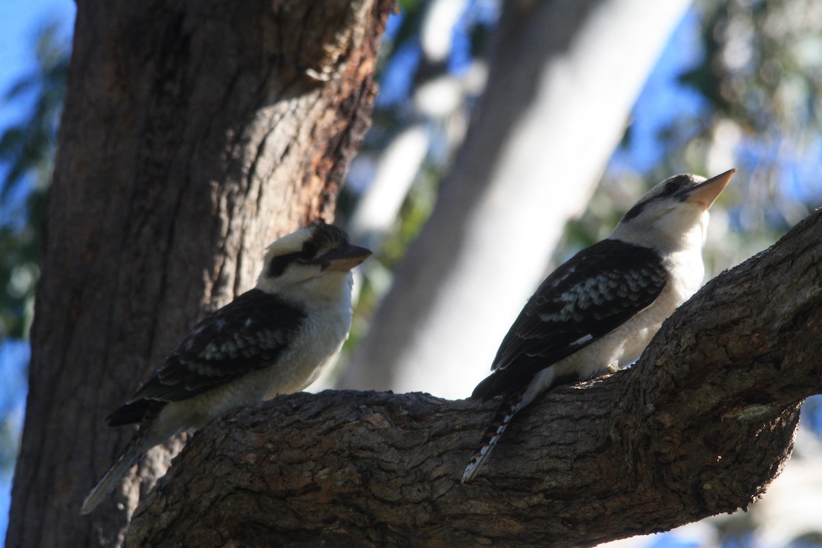 Laughing Kookaburra - Michael  Willis