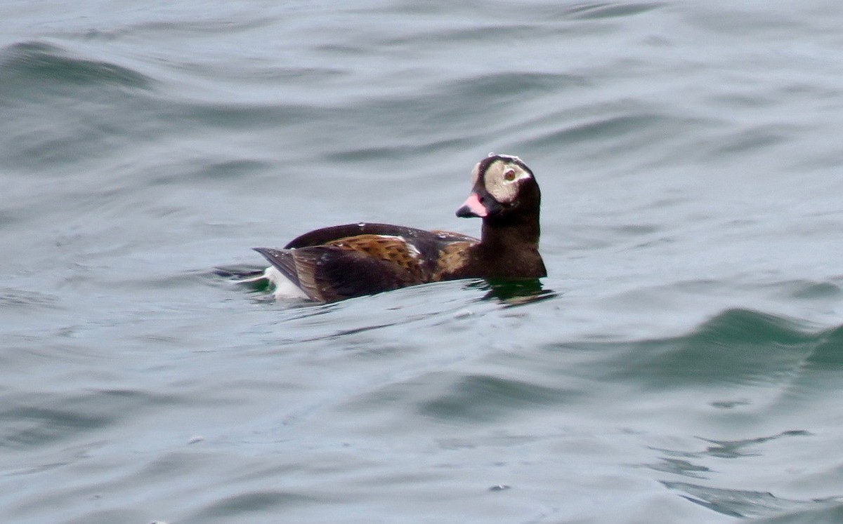 Long-tailed Duck - Sheila McCarthy