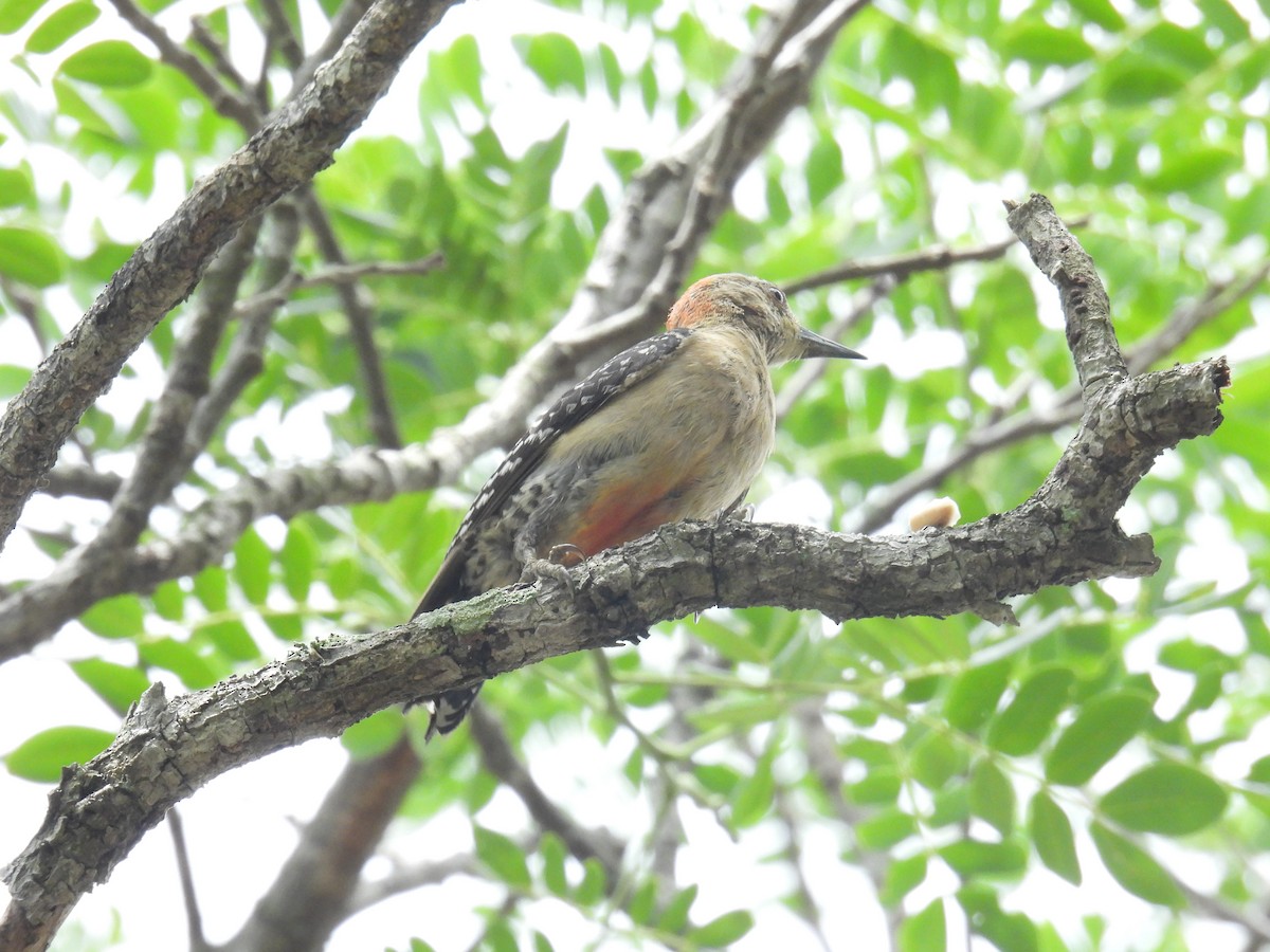 Red-crowned Woodpecker - Eduardo Rafael  Lázaro Arroyo