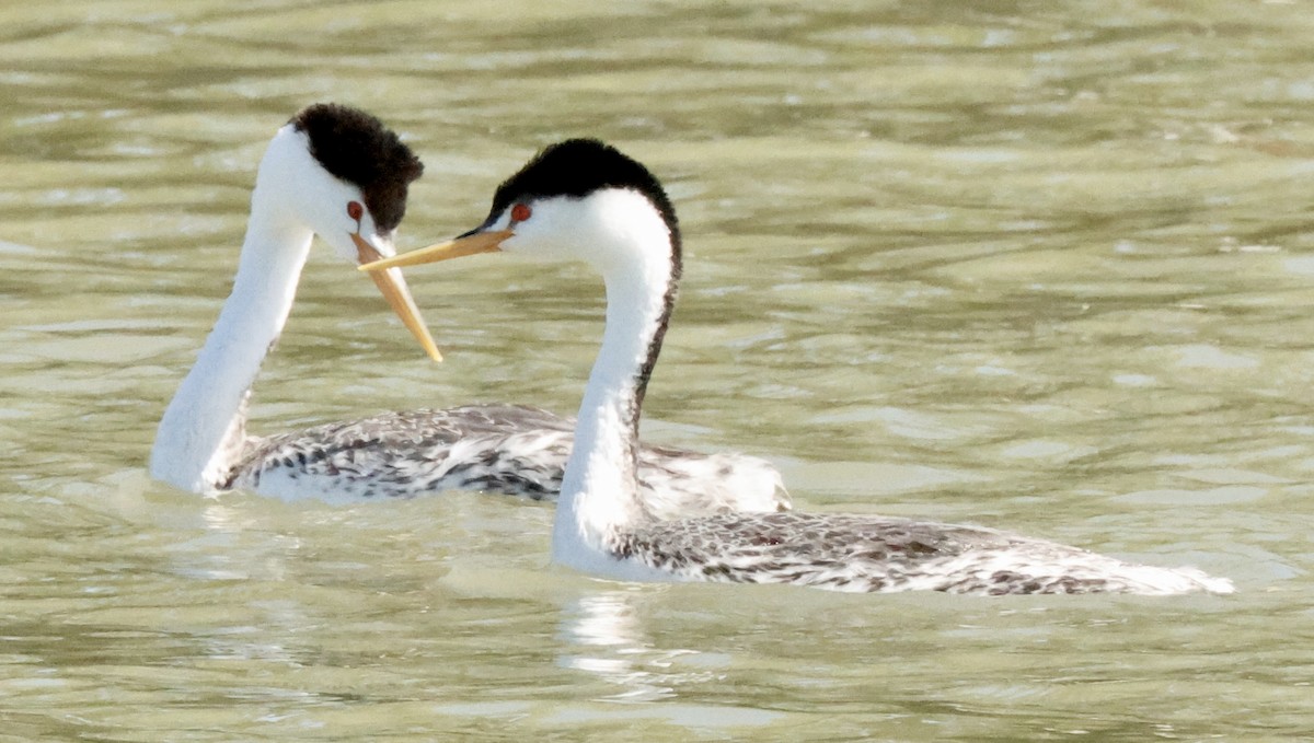 Clark's Grebe - ML619112225