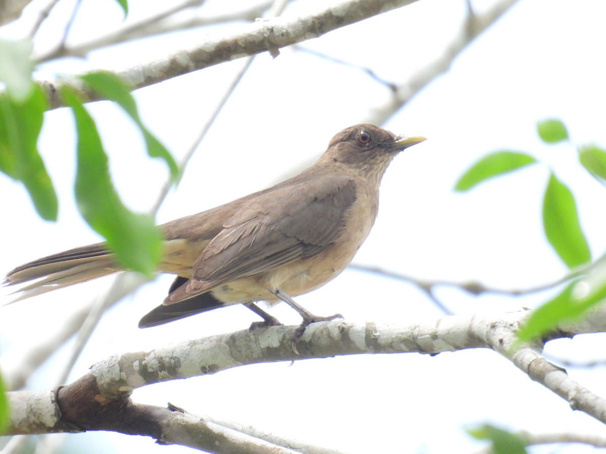 Clay-colored Thrush - Eduardo Rafael  Lázaro Arroyo