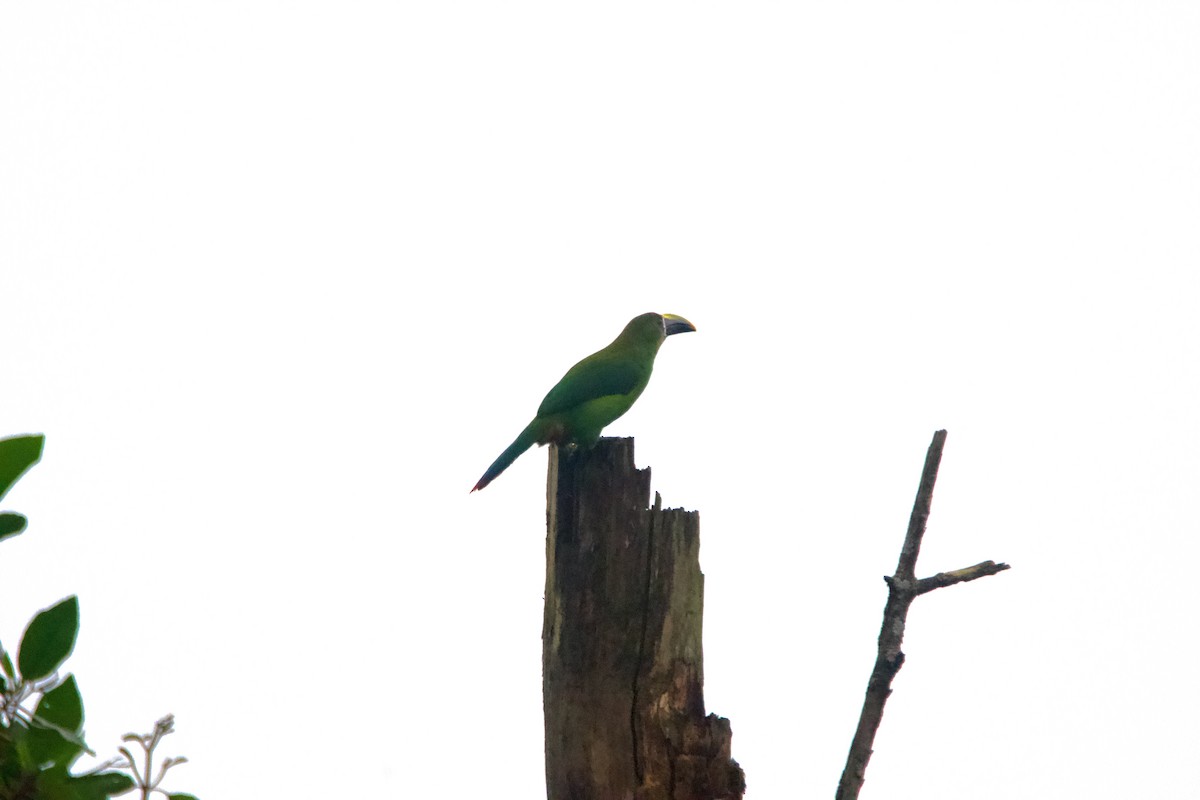 Southern Emerald-Toucanet - FREDY HERNAN VALERO