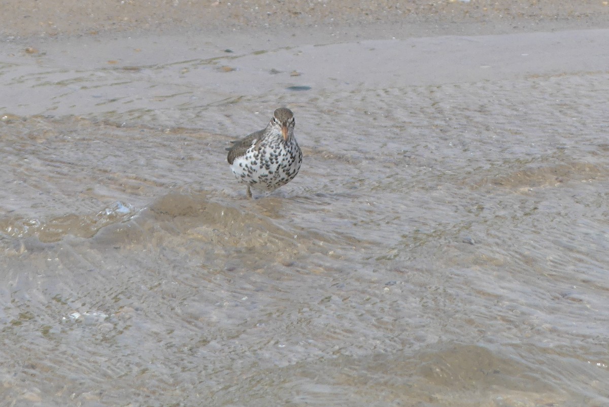 Spotted Sandpiper - Frankie Clark