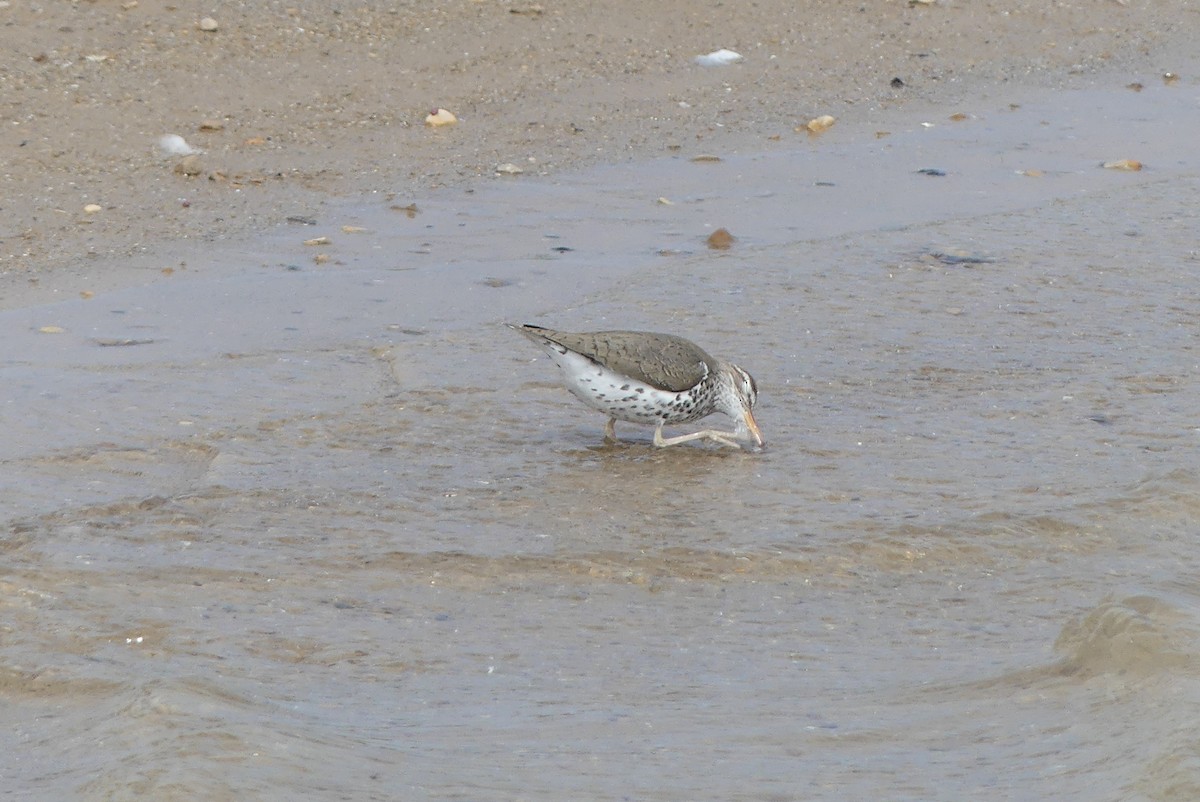 Spotted Sandpiper - ML619112286