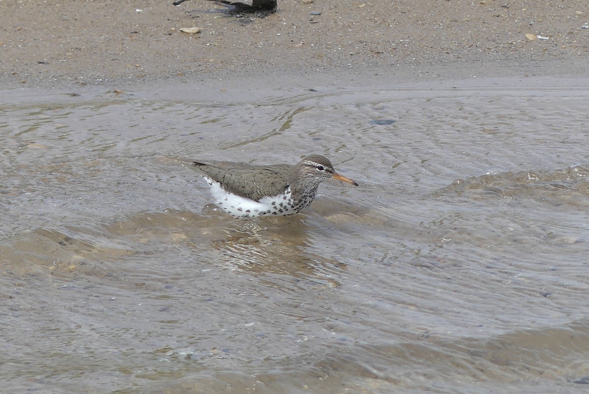 Spotted Sandpiper - ML619112287