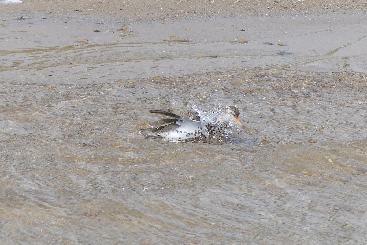 Spotted Sandpiper - ML619112288