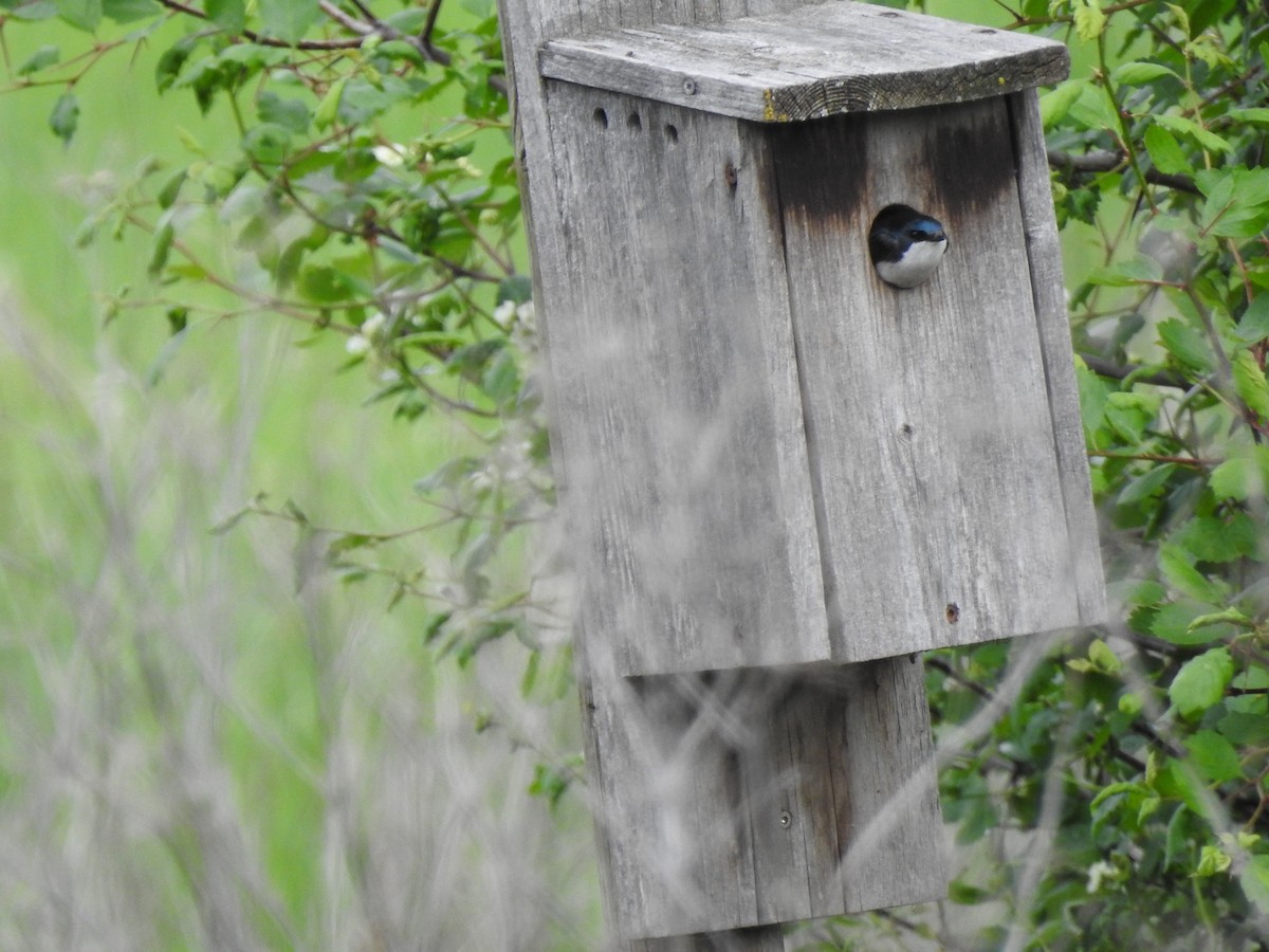 Tree Swallow - Doug Mongerson