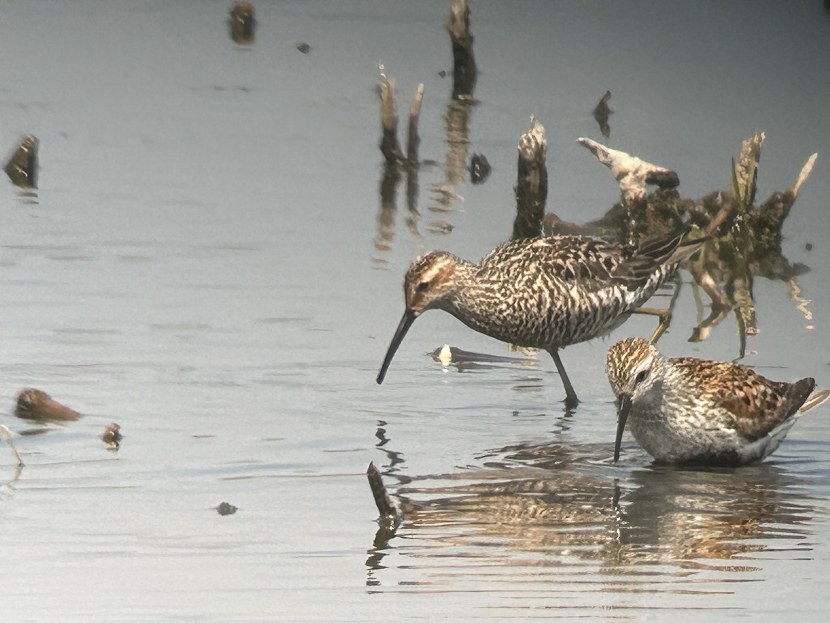 Stilt Sandpiper - Chuck Estes