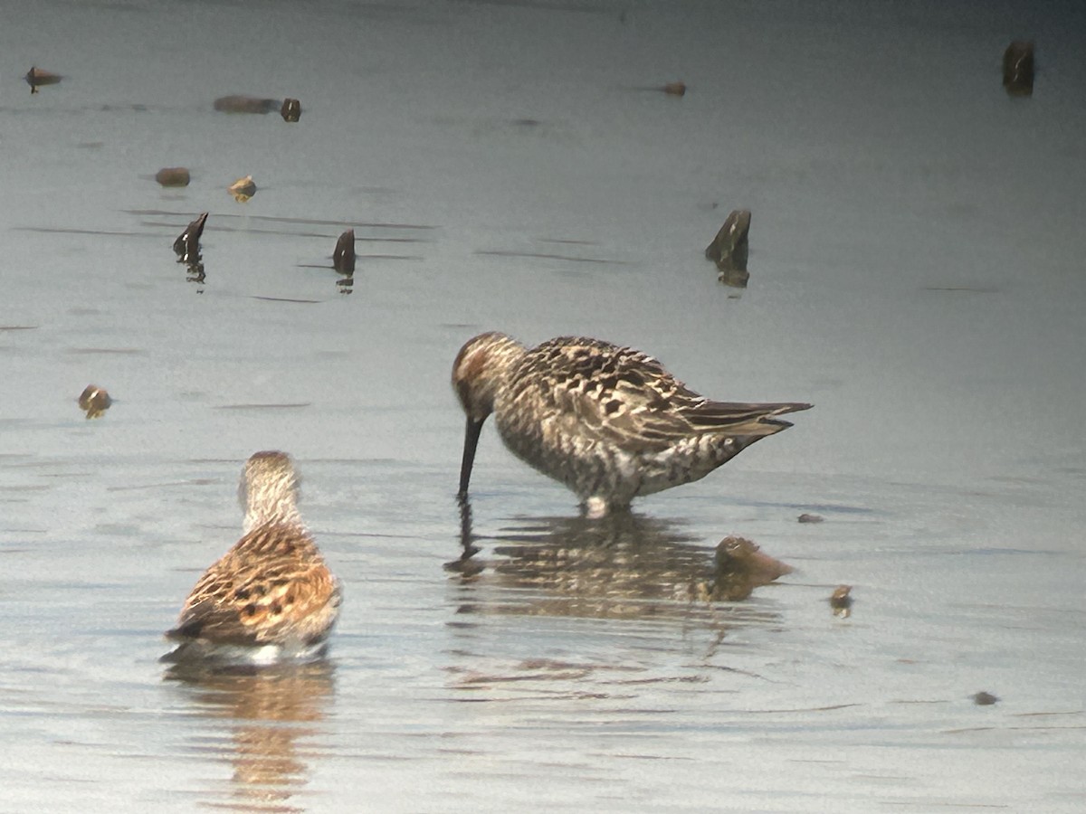 Stilt Sandpiper - Chuck Estes