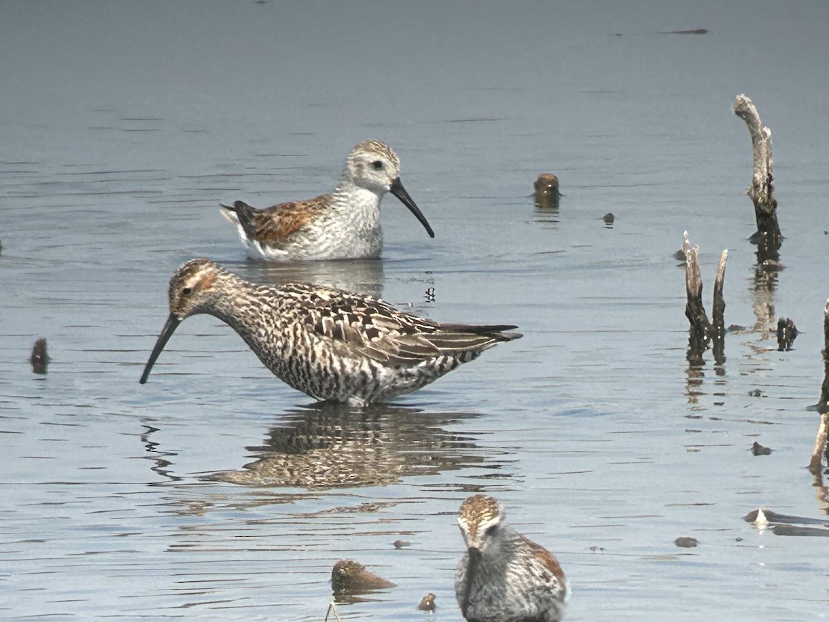 Stilt Sandpiper - ML619112322